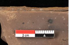 Foto (Detailansicht) von Asterocalyx styriacus Ettingshausen (NHMW-GEO-2024-0188-0419)